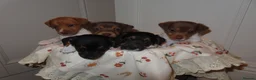 Jack Russell dogs for sale: 🐾 Traditional short legged Jack Russel puppy’s 🐾 - Advert 5