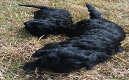 Cockapoo dogs for sale: Adorable Cockalier-a-Poo Puppies – Ready Soon! - Image 8