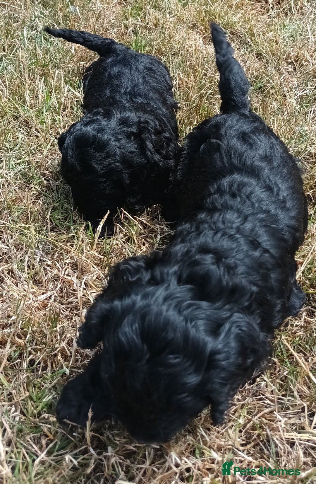 Cockapoo dogs for sale: Adorable Cockalier-a-Poo Puppies – Ready Soon! - Image 8