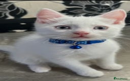 Khao Manee cats for sale: Pure white kittens male - Image 4
