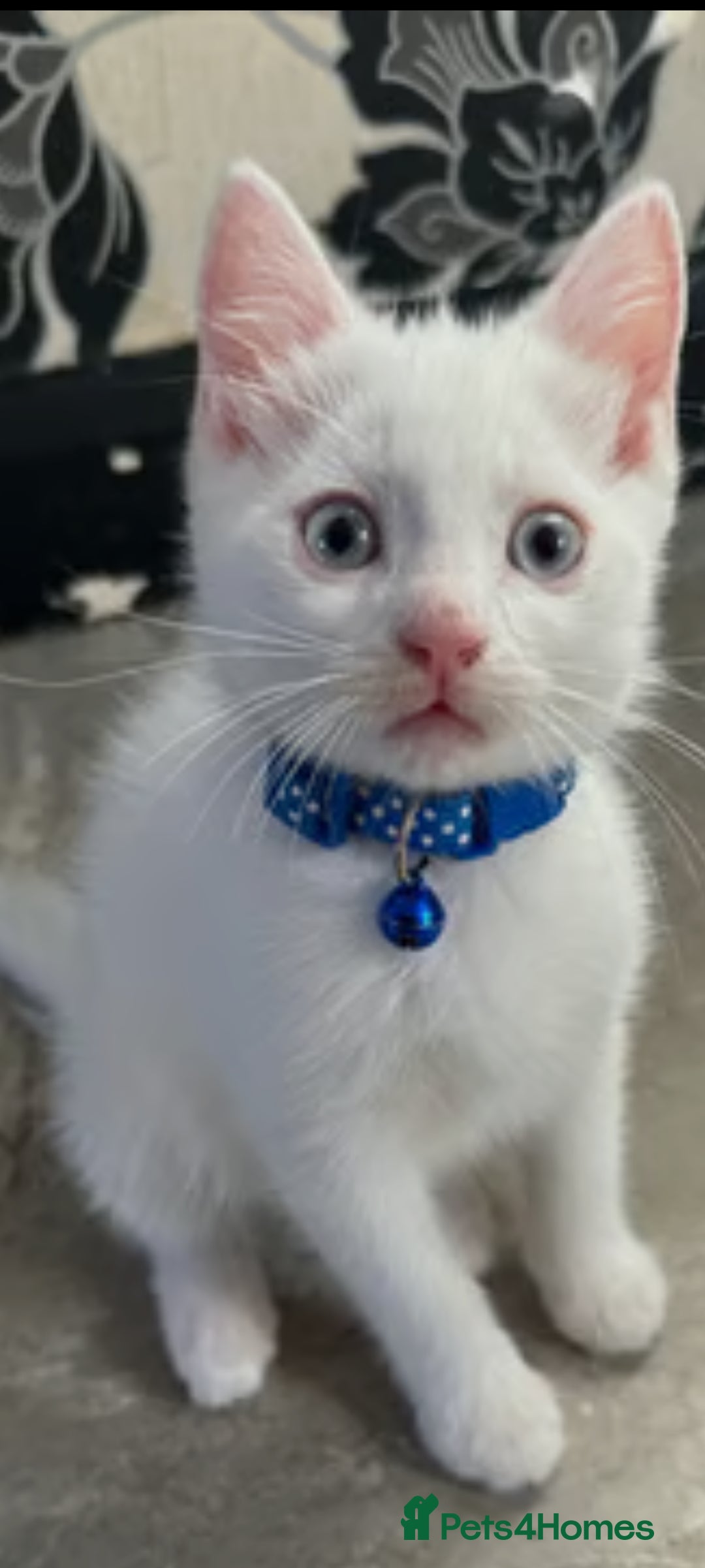 Khao Manee cats for sale: Pure white kittens male - Image 4