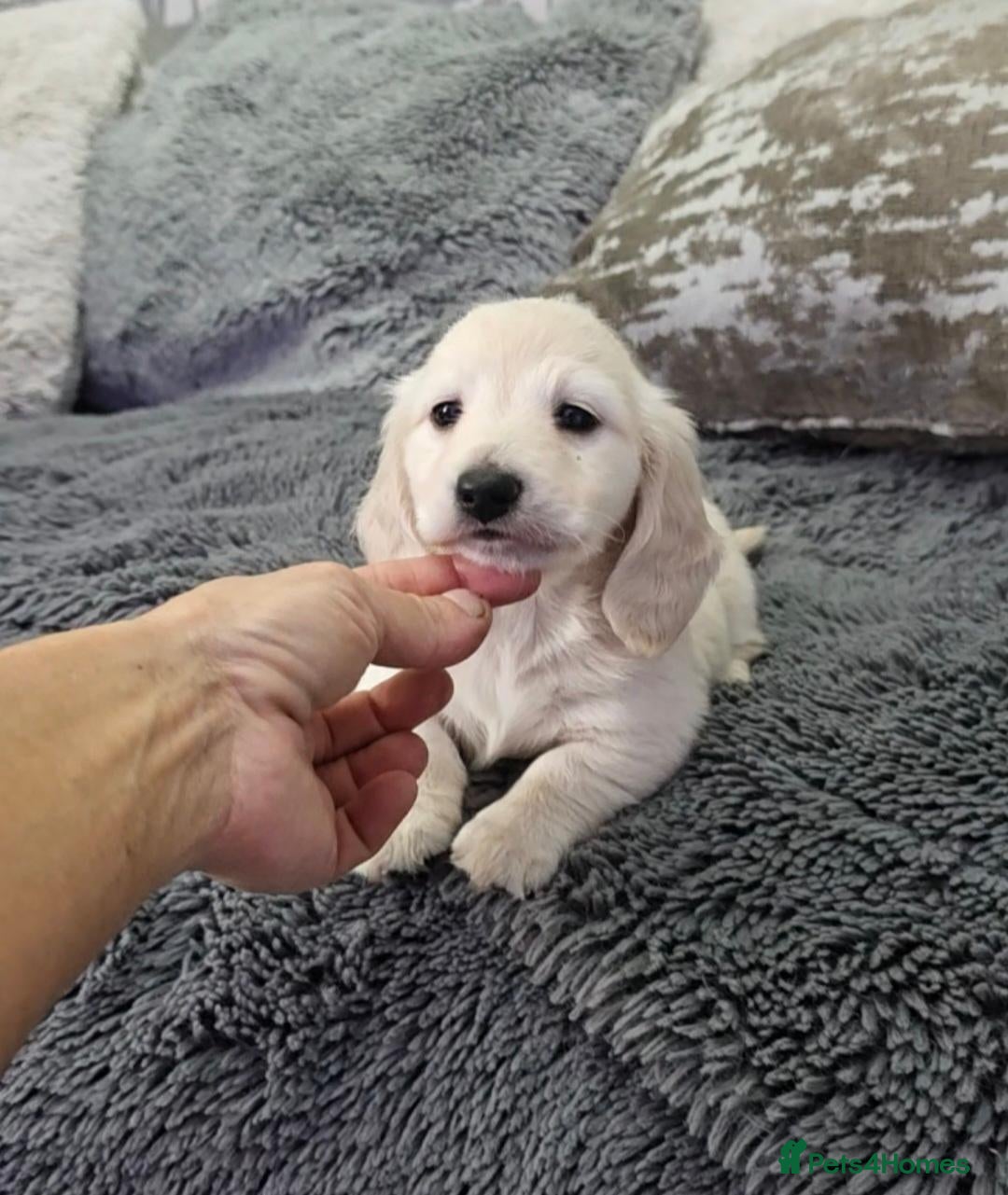 Miniature Dachshund dogs for sale: Clear cream miniature long-haired Dachshunds - Advert 1