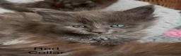Maine Coon cats for sale: Council licensed TICA Maine Coon kittens - Advert 8