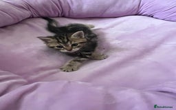 Mixed Breed cats for sale: Beautiful Kittens for sale - Image 5