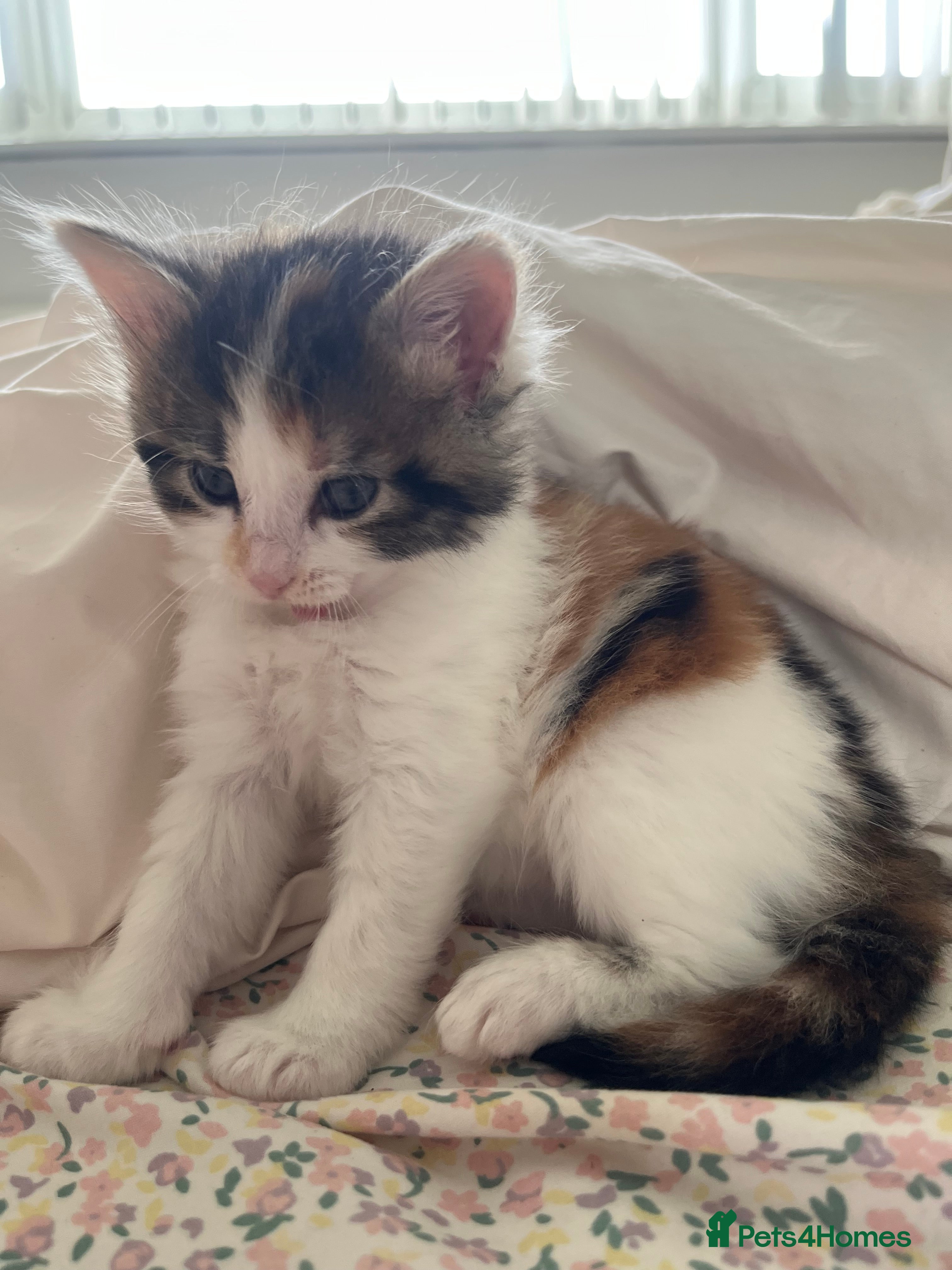 Mixed Breed Kitten 3