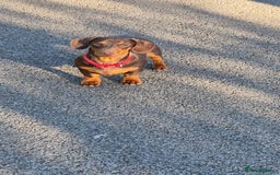 Miniature Dachshund dogs for stud: STUD available  - Image 1
