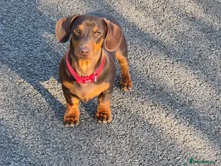 Miniature Dachshund dogs STUD available - Advert 7