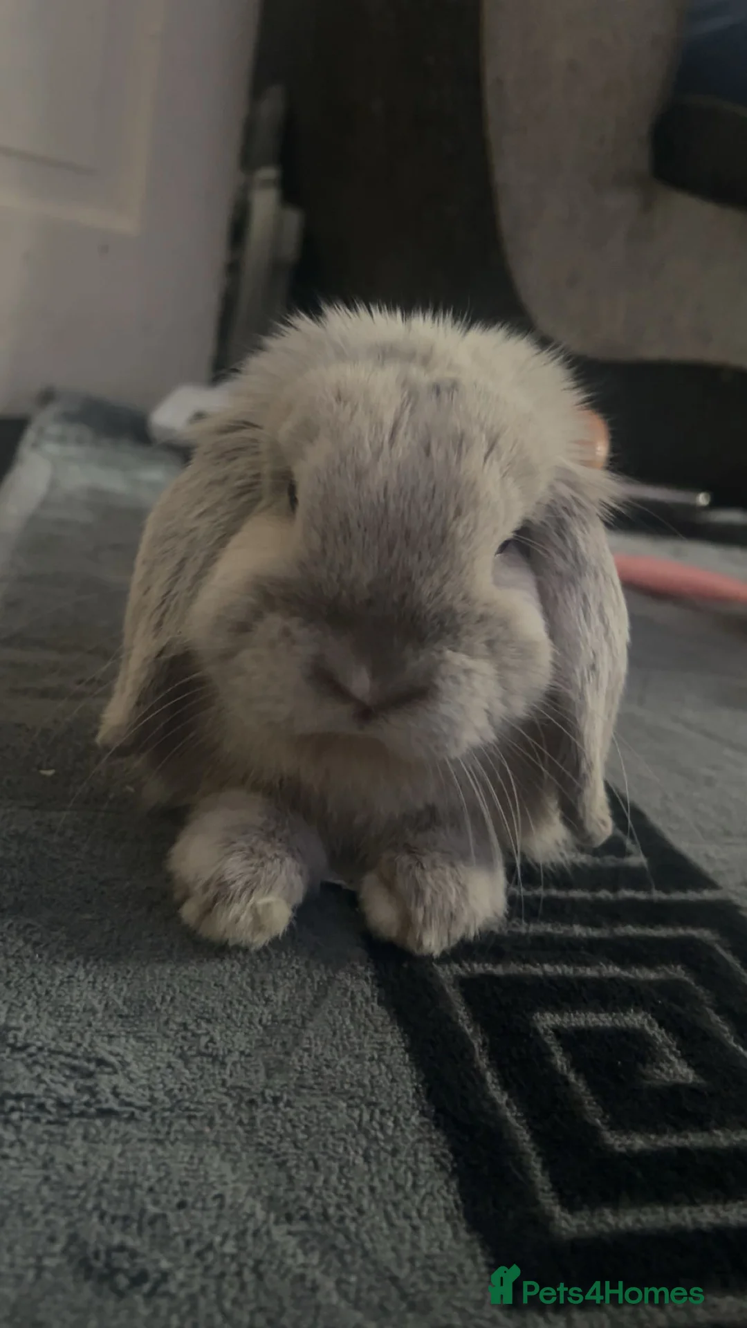 Mini Lop rabbits for sale: Mini lop rabbit  - Advert 1