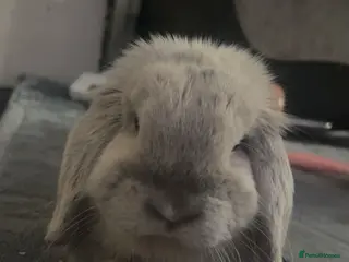 Mini Lop rabbits Mini lop rabbit - Advert 2