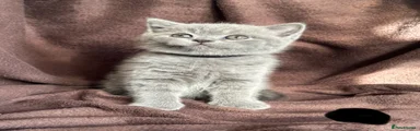 British Shorthair 5