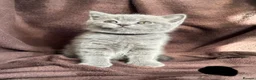 British Shorthair cats for sale: British shorthaired kittens for sale British blues - Advert 6