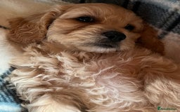 Cavachon dogs for sale: 1 Boy Puppy available - Image 8