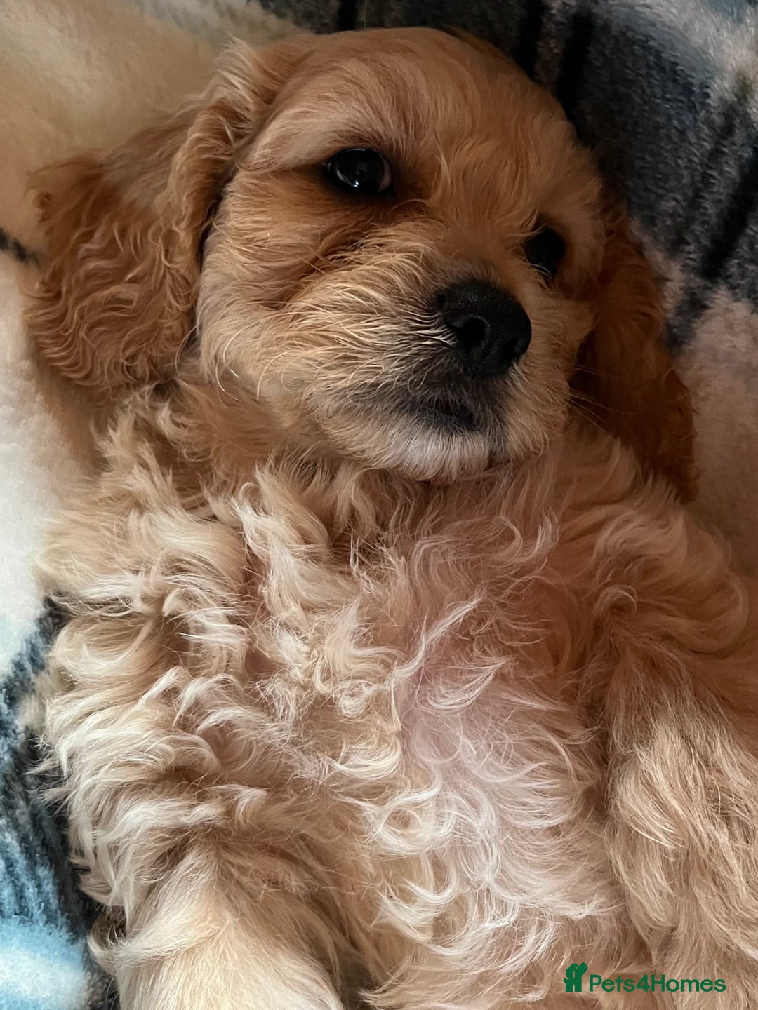 Cavachon dogs for sale: 1 Boy Puppy available - Image 8