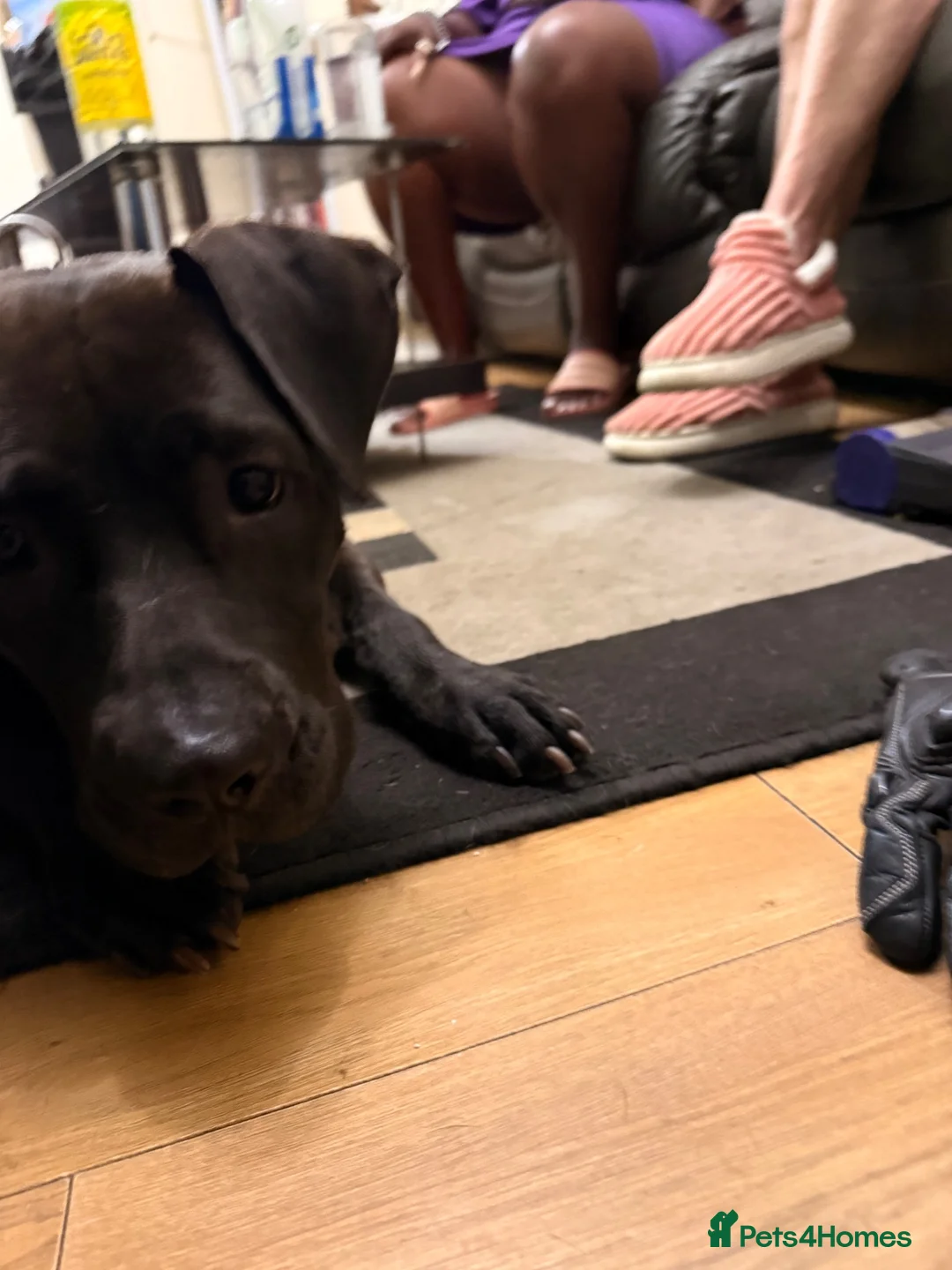 Mixed Breed dogs for sale: Beautiful puppys looking 4 forever homes  - Advert 2