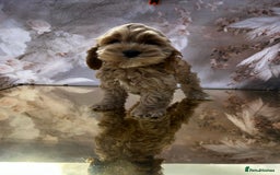 Cockapoo dogs for sale: YANKYDOODLES(COCKERPOOS) - Image 8