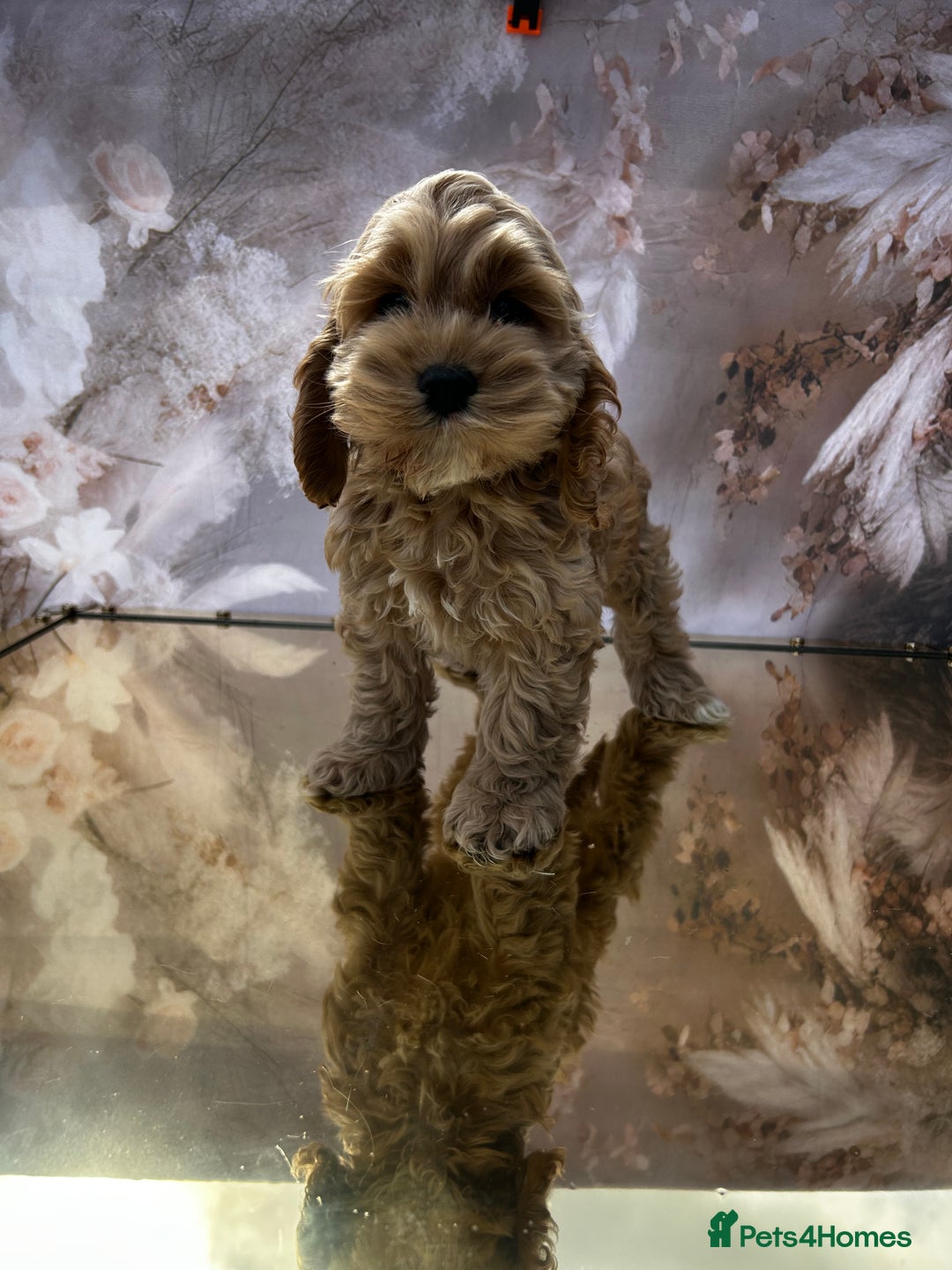 Cockapoo dogs for sale: YANKYDOODLES(COCKERPOOS) - Image 8