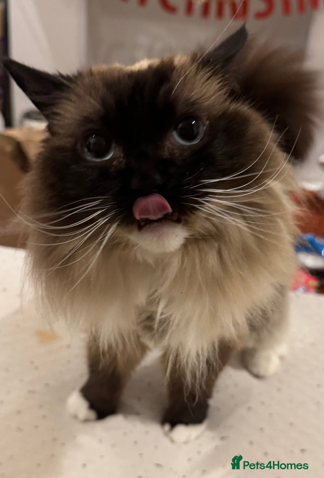 Ragdoll cats for sale: Beautiful Ragdoll female  - Advert 2