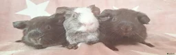 Guinea Pig rodents for sale: MEADOW SIDE CAVIES BABY GUINEA PIGS HEREFORDSHIRE  - Advert 10