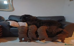 Standard Poodle dogs for stud: Proven Standard Poodle For Stud in Belper - Image 12