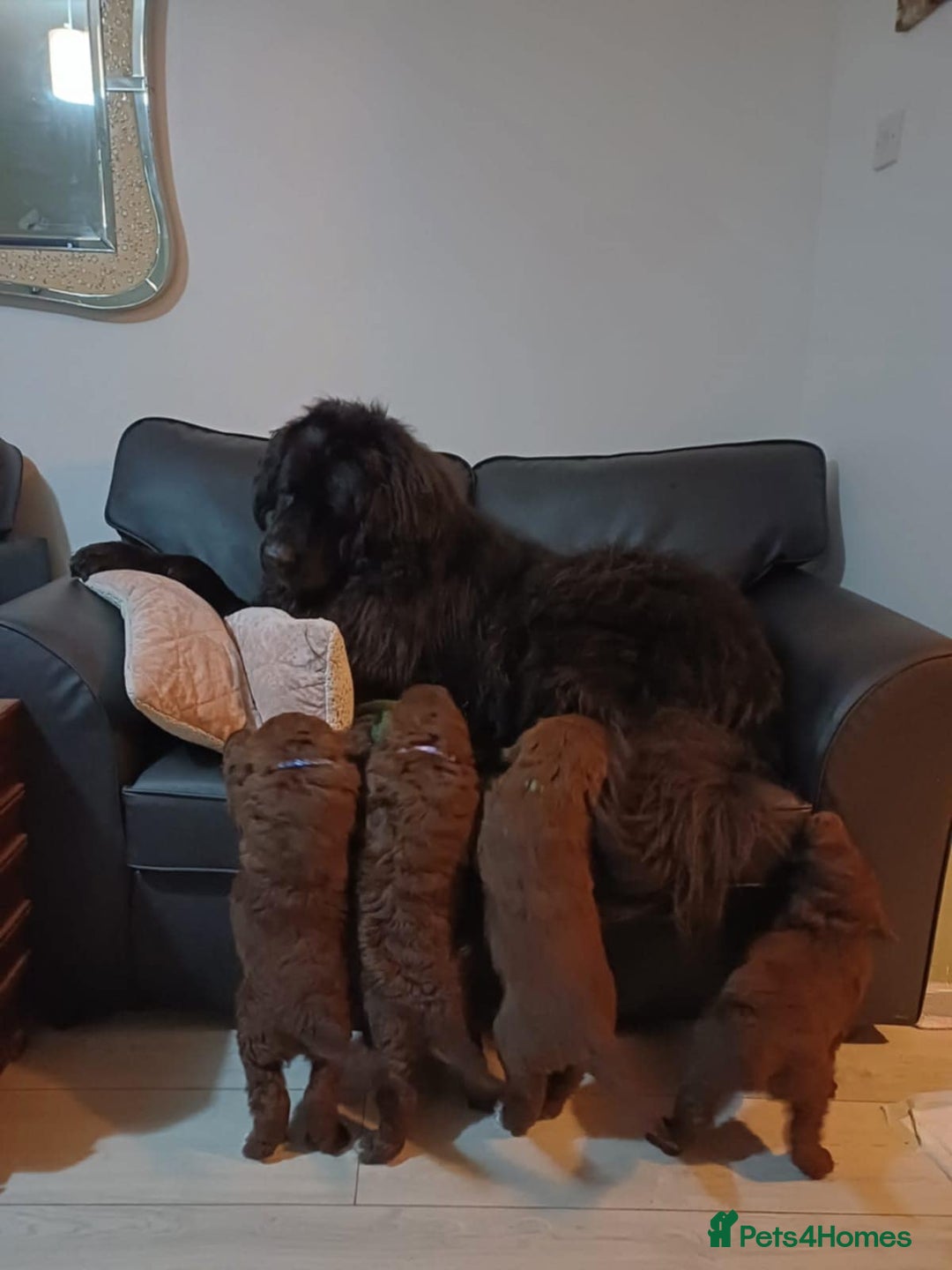 Standard Poodle dogs for stud: Proven Standard Poodle For Stud in Belper - Image 12