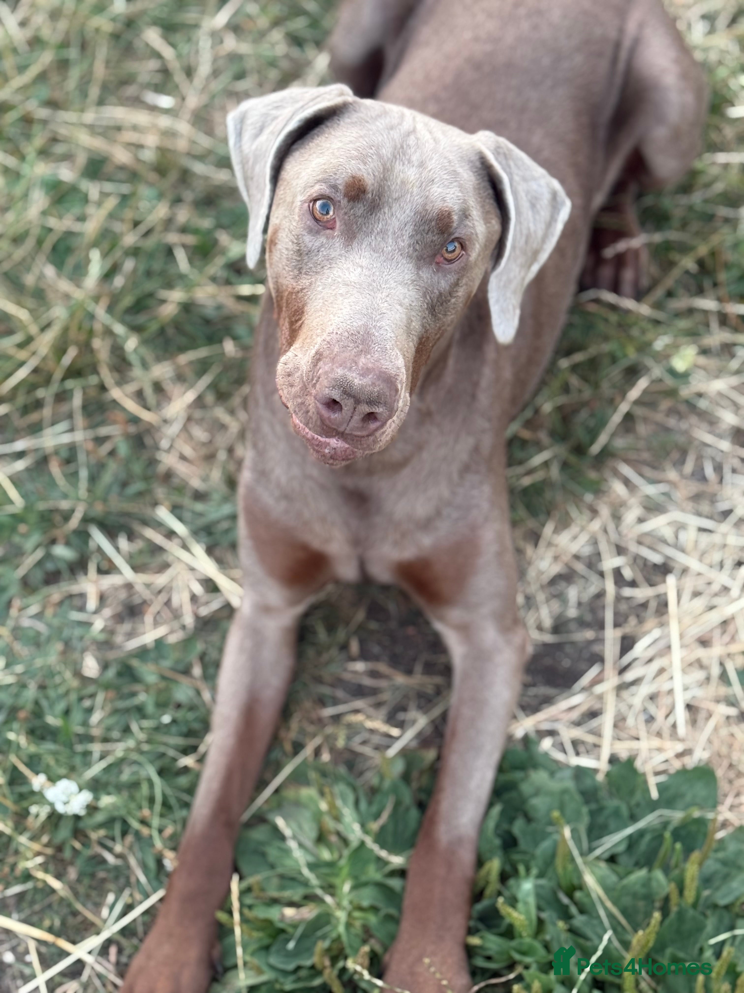 Dobermann dogs Selling our 2yr old male Doberman  - Advert 7