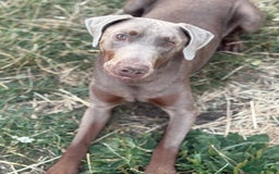 Dobermann dogs for sale: Selling our 2yr old male Doberman  - Advert 1