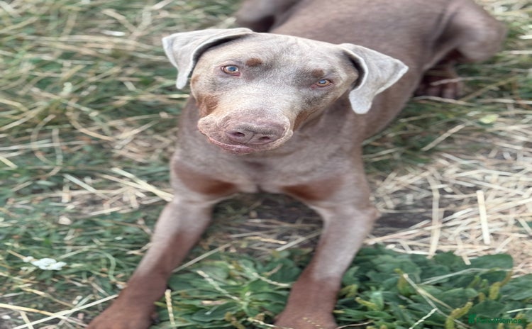 Dobermann dogs Selling our 2yr old male Doberman  - Advert 1