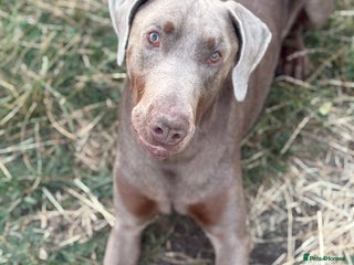 Dobermann dogs Selling our 2yr old male Doberman - Advert 6