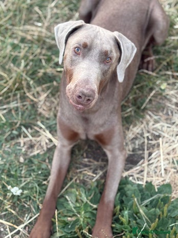 Dobermann dogs Selling our 2yr old male Doberman - Advert 1