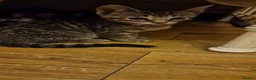 Mixed Breed cats for sale: Kittens - Advert 5