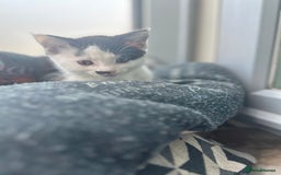 Mixed Breed cats for sale: ⭐️⭐️ 2 Males & 1 female mixed breed Kittens!!⭐️⭐️ - Image 14