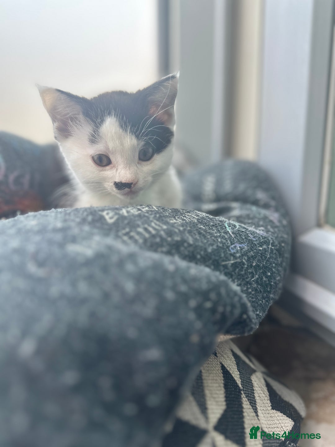 Mixed Breed cats for sale: ⭐️⭐️ 2 Males & 1 female mixed breed Kittens!!⭐️⭐️ - Image 14