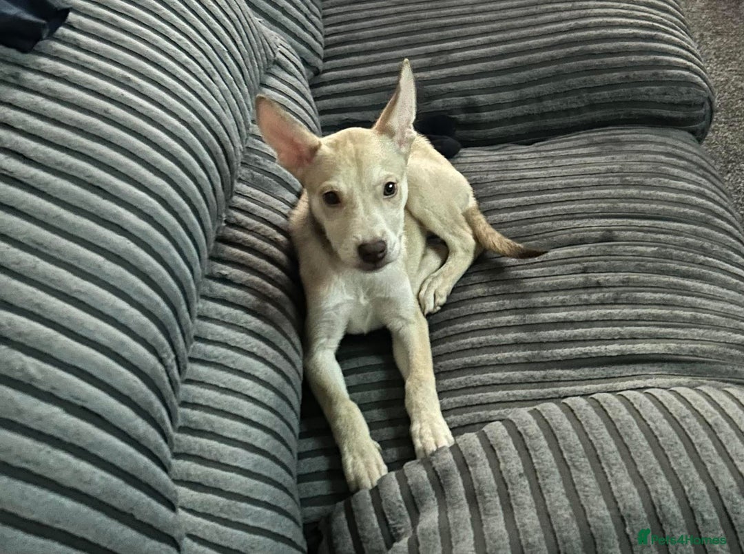 Mixed Breed dogs for sale: 1 Siberian husky cross girl pup  - Image 2