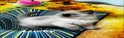 Ragdoll cats for sale: 🥰4 Beautiful Little Boys Looking Loving Homes ❤️✨ - Advert 35