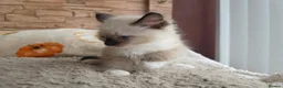 Ragdoll cats for sale: Pure Ragdoll Kittens  - Advert 15