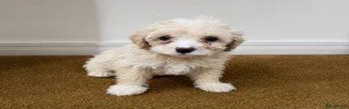 Cavachon 6