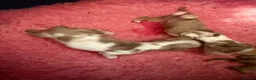 Miniature Dachshund dogs for sale: Mini long haired dachshund  in Maidstone - Advert 9