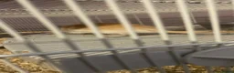 Gerbil rodents for sale: Female gerbil for sale - Advert 8