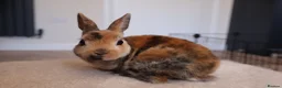 Rex rabbits for sale: Beautiful Mini Rex, Harlequin & Tri Colour - Advert 4
