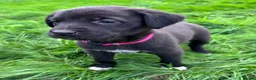 Mixed Breed dogs for sale: HUNTADOR PUPPIES READY FOR THEIR NEW HOMES!  - Advert 8