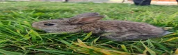 Mixed Breed rabbits for sale: Beautiful Lionhead Dwarf Baby Rabbits - Advert 1