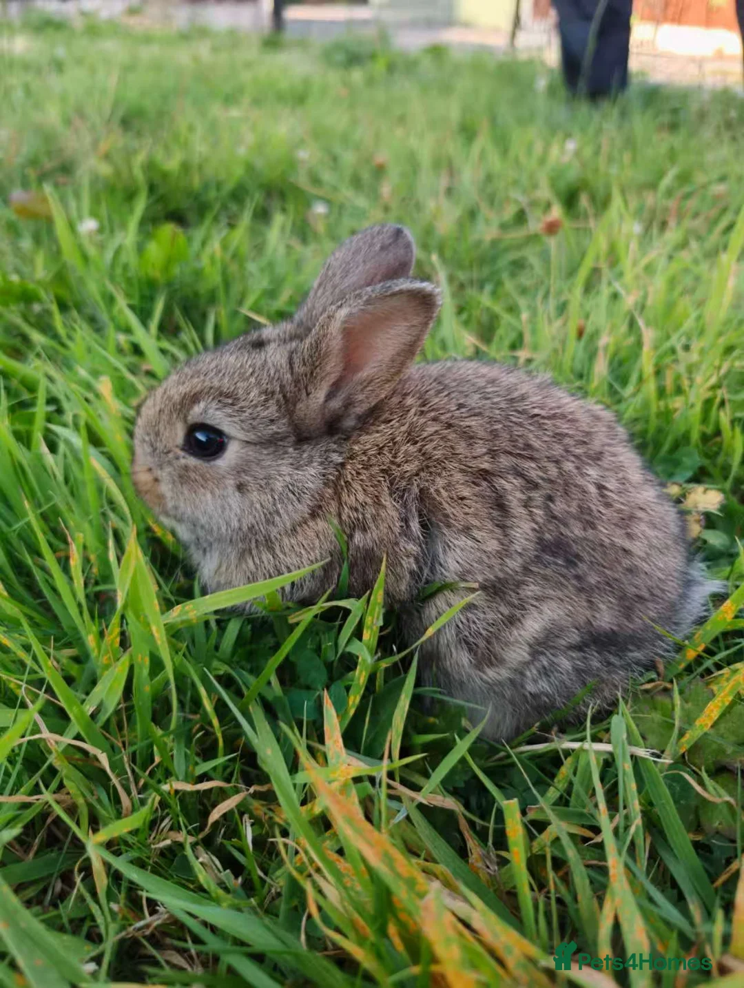 Mixed Breed rabbits for sale: Beautiful Lionhead Dwarf Baby Rabbits - Advert 1