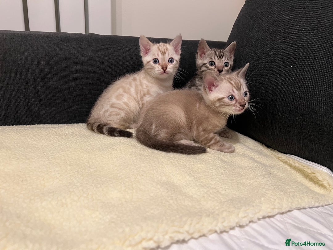 Bengal cats for sale: 🐾 TICA Registered Bengal Kittens  - Advert 13