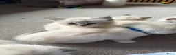 Ragdoll cats for sale: Beautiful Ragdoll kittens - Advert 6