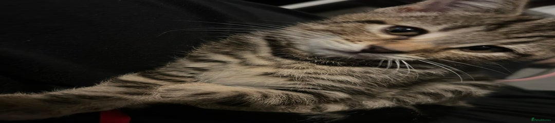 Mixed Breed Kitten 4