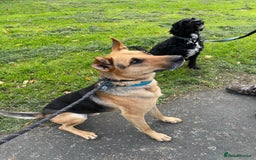 Mixed Breed dogs for adoption: Stunning Alfonz ready for love - Image 15