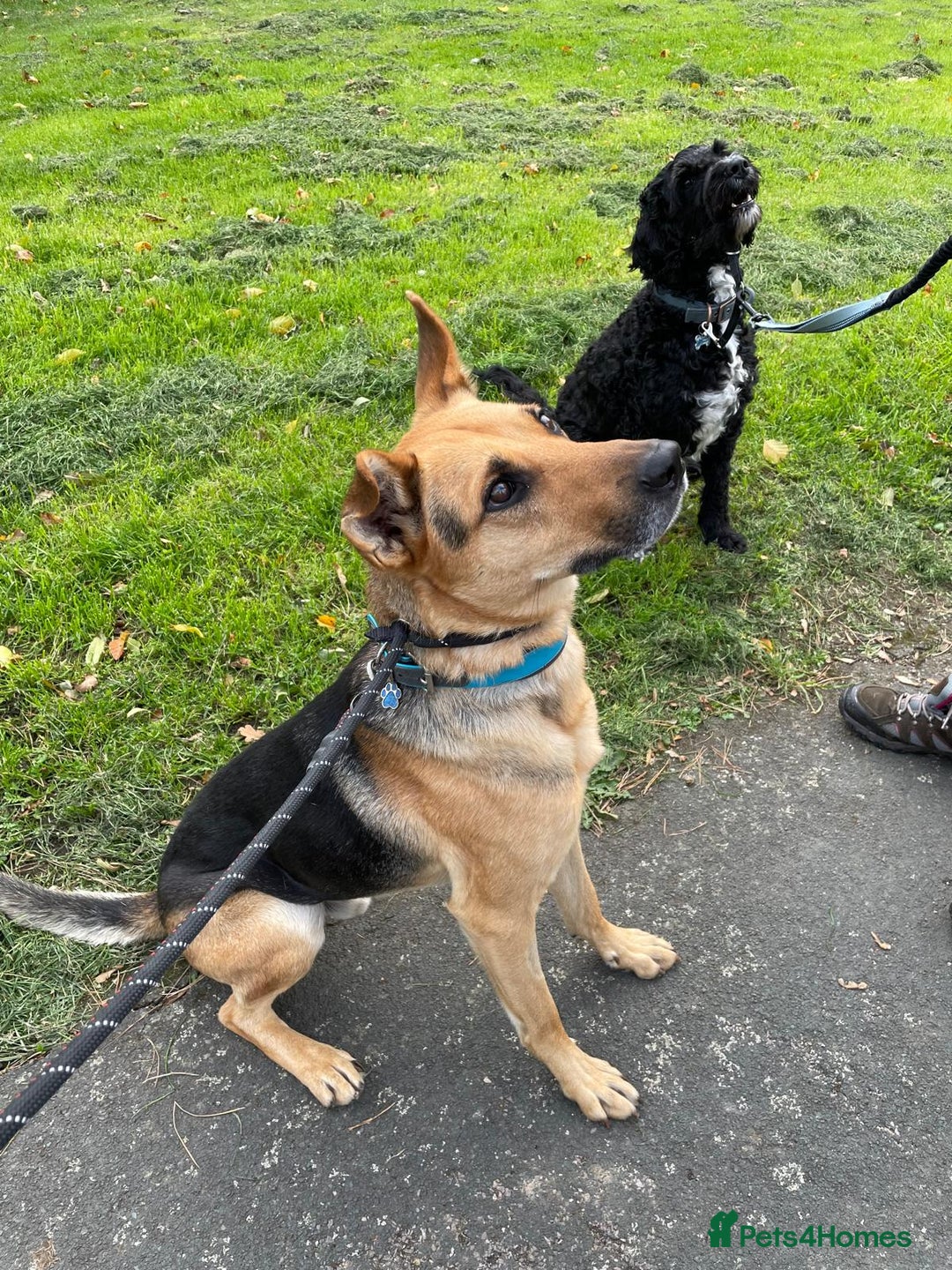 Mixed Breed dogs for adoption: Stunning Alfonz ready for love - Image 15