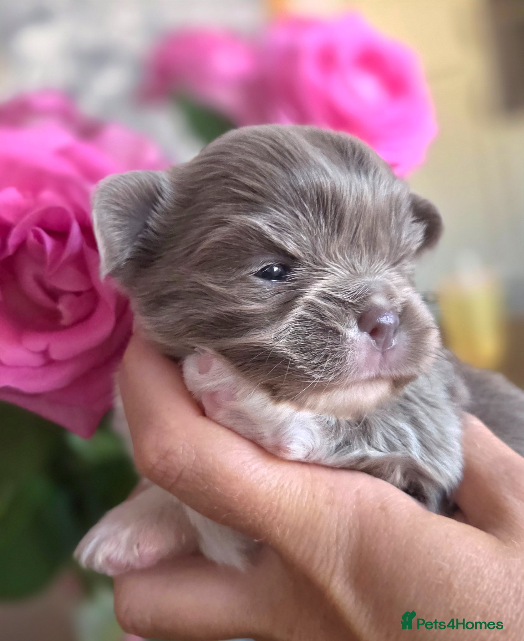 Chihuahua dogs Quality Chihuahua babies - Advert 1