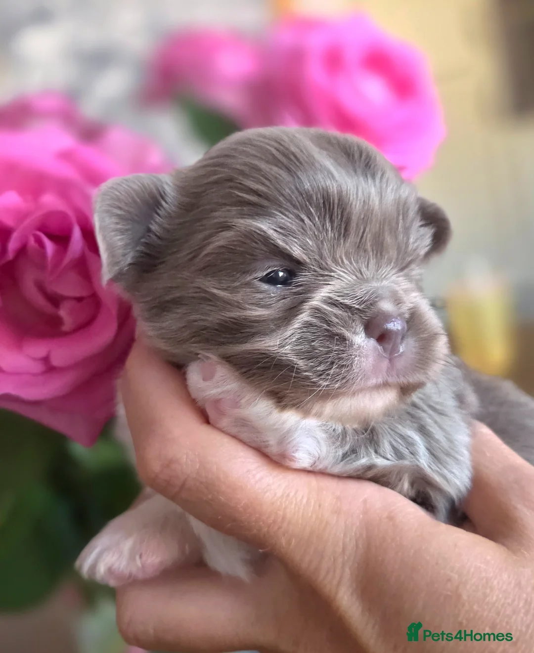 Chihuahua dogs for sale: Quality Chihuahua babies - Advert 1