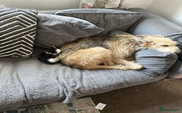 Mixed Breed cats for sale: 4 beautiful kittens  - Image 3
